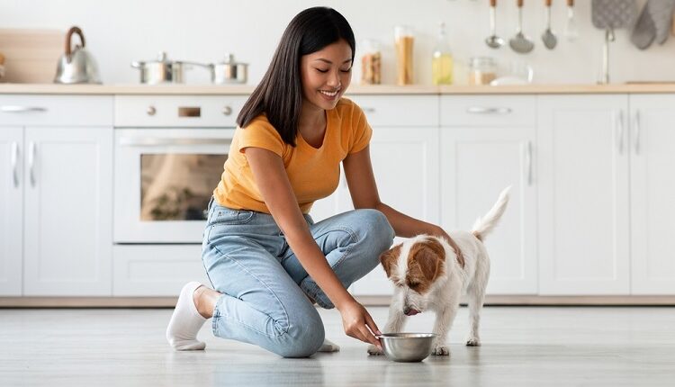 Dog Food