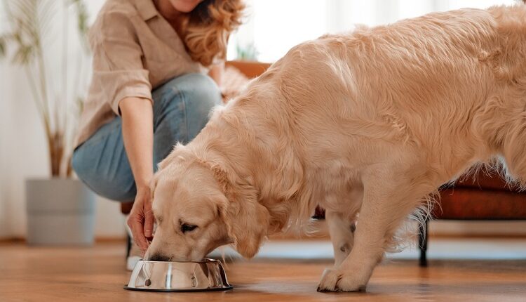 Pet Food