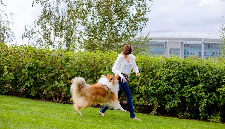 Train Your Pet