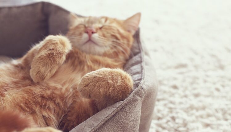 Your Cat Has Worms